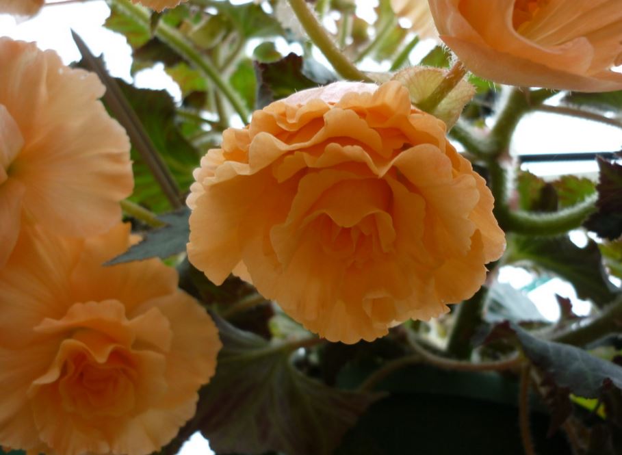 B. ‘Jane’
